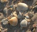 Assorted Sea Shells