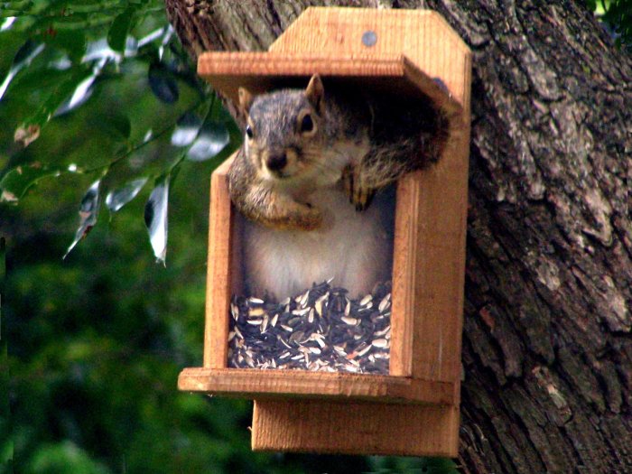 New hand made Squirrel feeder - Seed and Nut Feeder