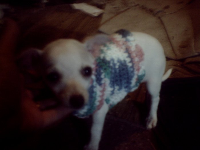 Dog Jacket
