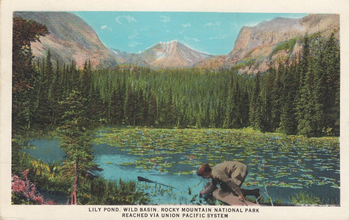 Union Pacific Railway Postcard - 1931 - Lily Pond