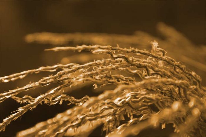 Golden-Grass