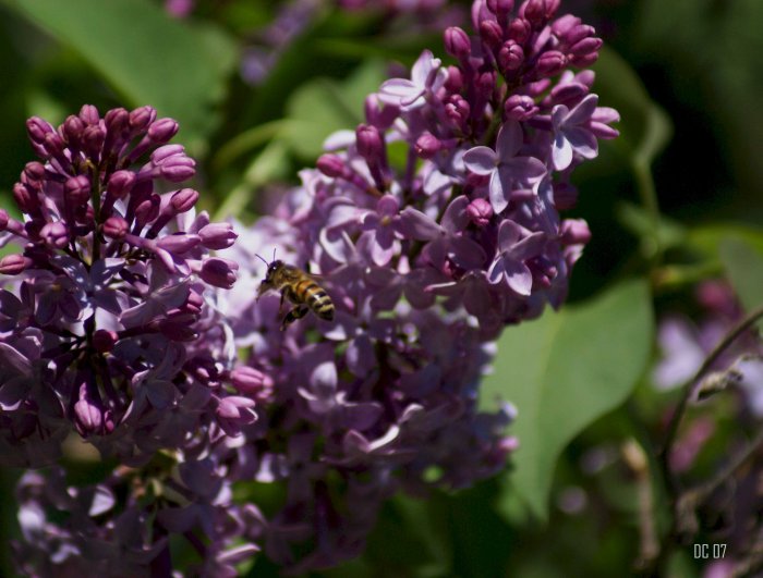 Honey-Bee