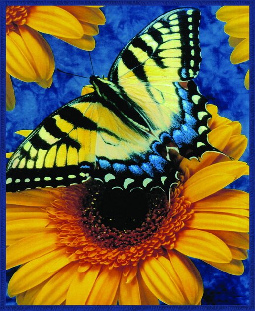 Butterfly, Q973