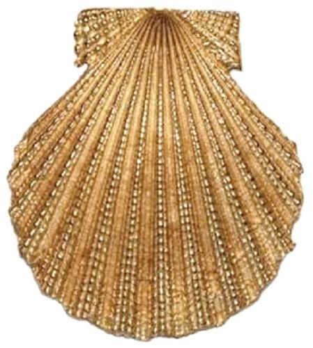 14 kt Gold Clam Shell Pendant SALE ITEM