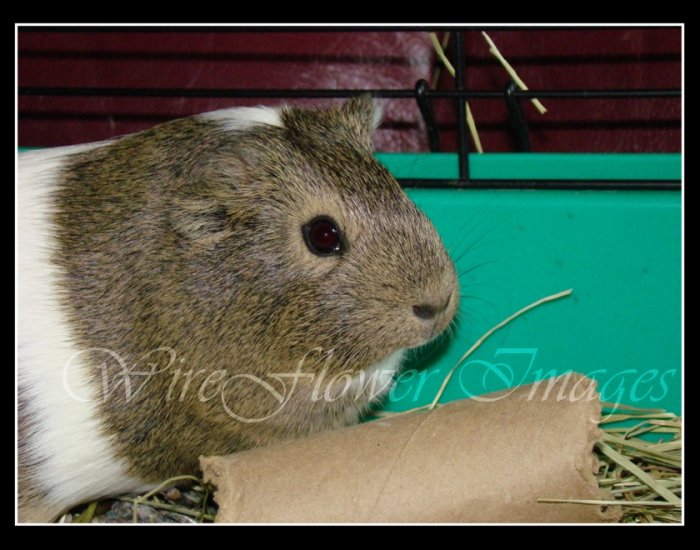 Guinea Pig in Cage - 8 x 10