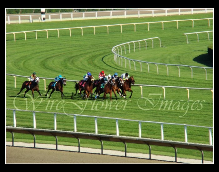 Arlington Park Final Turn Thoroughbred Horse Racing - 8 x 10