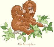 Baby Orangutan