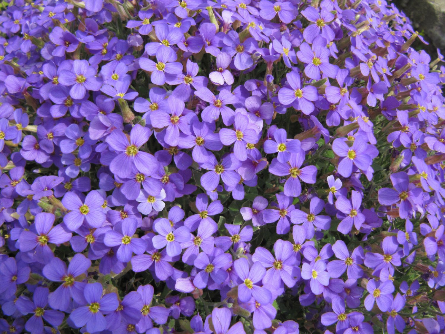 Обриета дельтовидная (Aubrieta deltoidea)