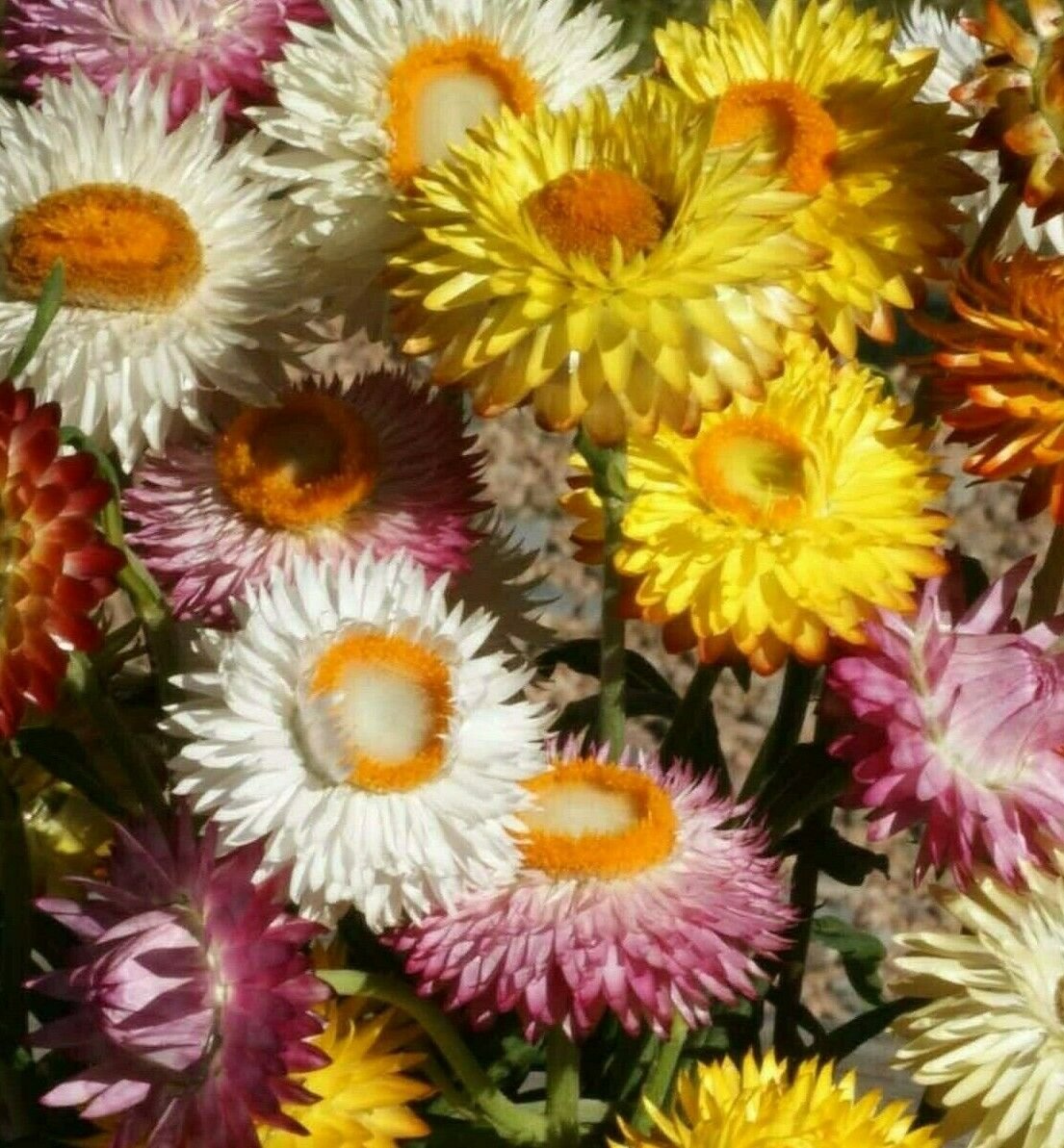 Цветы Гелихризум