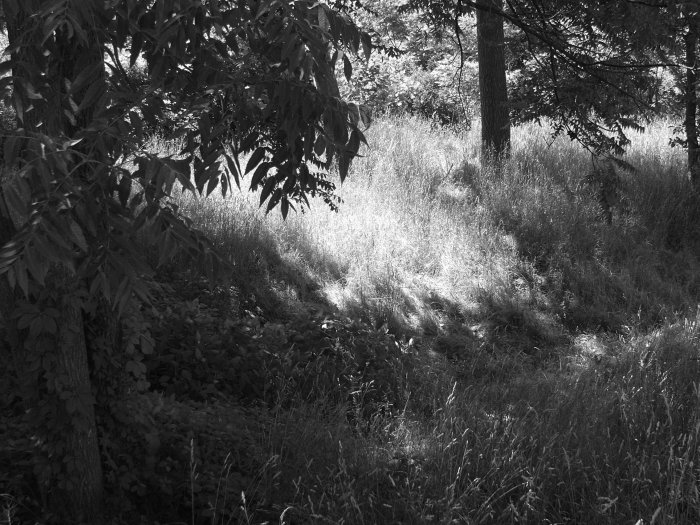 gray world