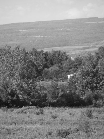 trees
