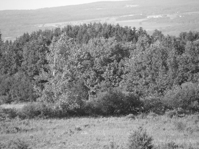 gray trees