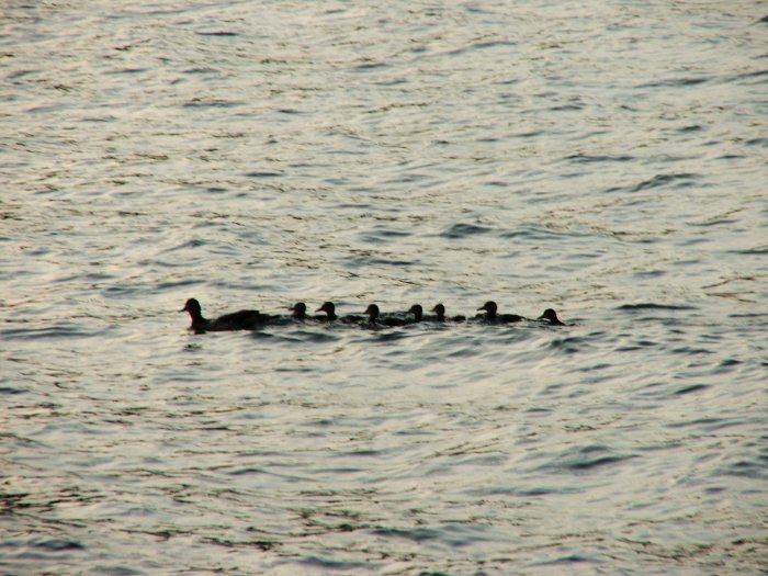 momma and babby ducks