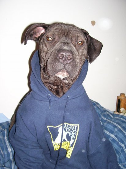Hooded Sweatshirt
