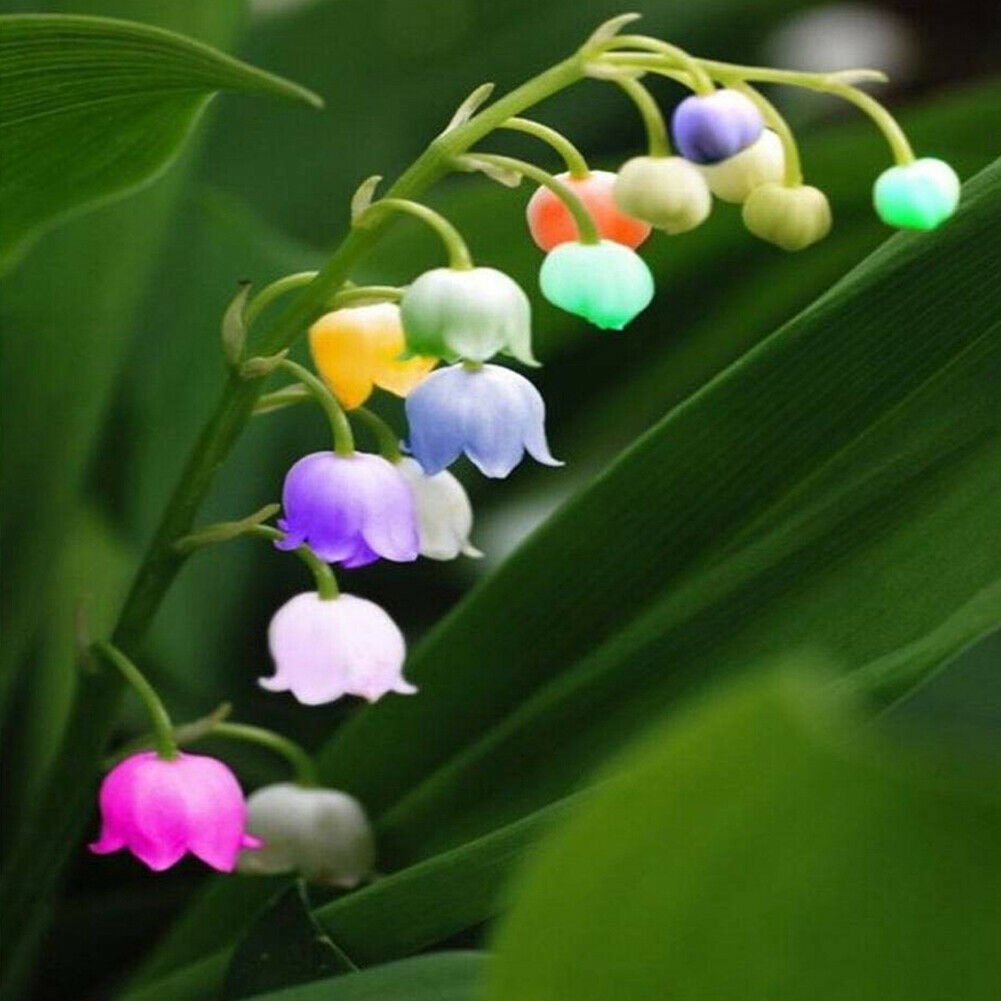 RARE COLORFUL LILY OF THE VALLEY CONVALLARIA MAJALIS PERENNIAL FLOWER SEEDS 100 