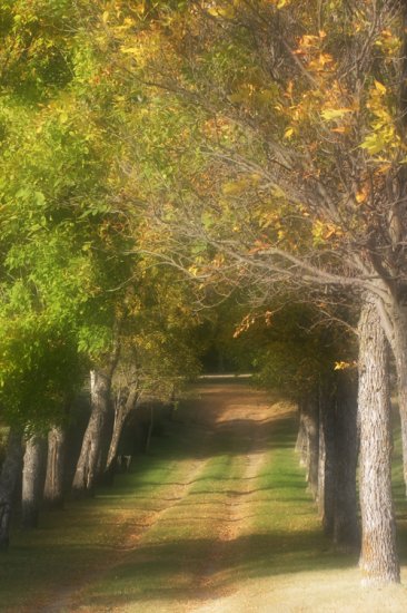 Come Walk with Me 8x10 Photo Print (Unframed)