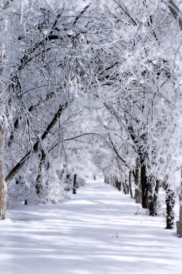 Winter Wonderland 8x10 Photo Print (Unframed)