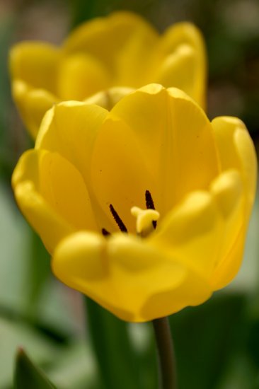 Tulip 1 8x10 Photo Print (Unframed)