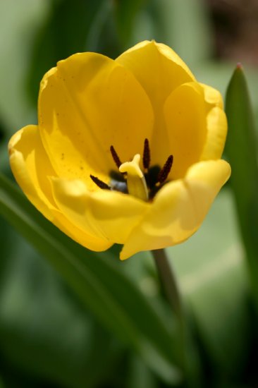 Tulip 2 8x10 Photo Print (Unframed)