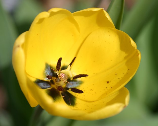Tulip & Spider 8x10 Photo Print (Unframed)