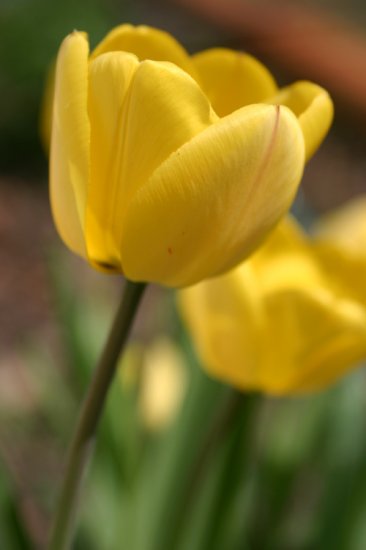 Tulip 4 8x10 Photo Print (Unframed)