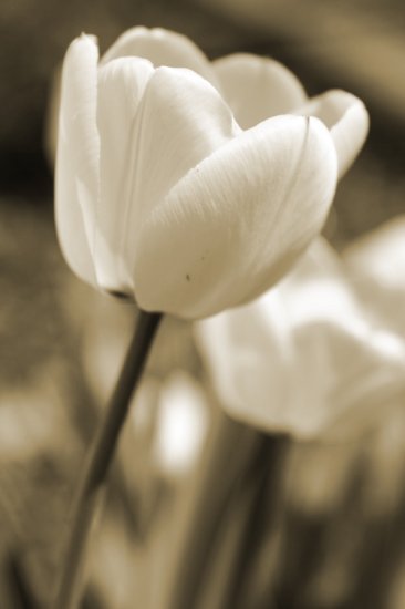 Tulip 5 8x10 Photo Print (Unframed)
