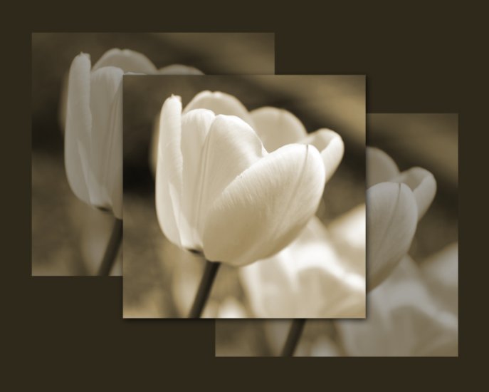 Tulip 6 14x11 Unframed Photo Print