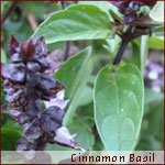 Basil Cinnamon