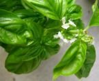 Basil Sweet