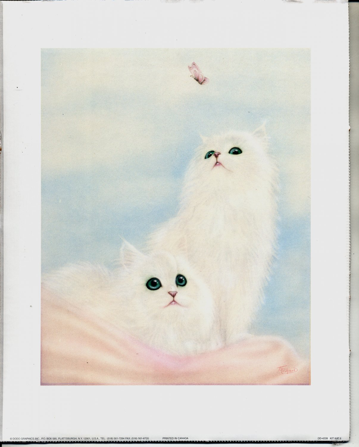 PRINT #37: TWO WHITE PERSIAN KITTENS WITH A BUTTERFLY 8 X 10 MINT