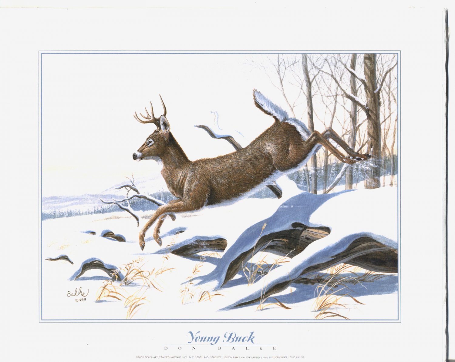 2002 PRINT #32: YOUNG BUCK SIGNED DON BALKE MINT