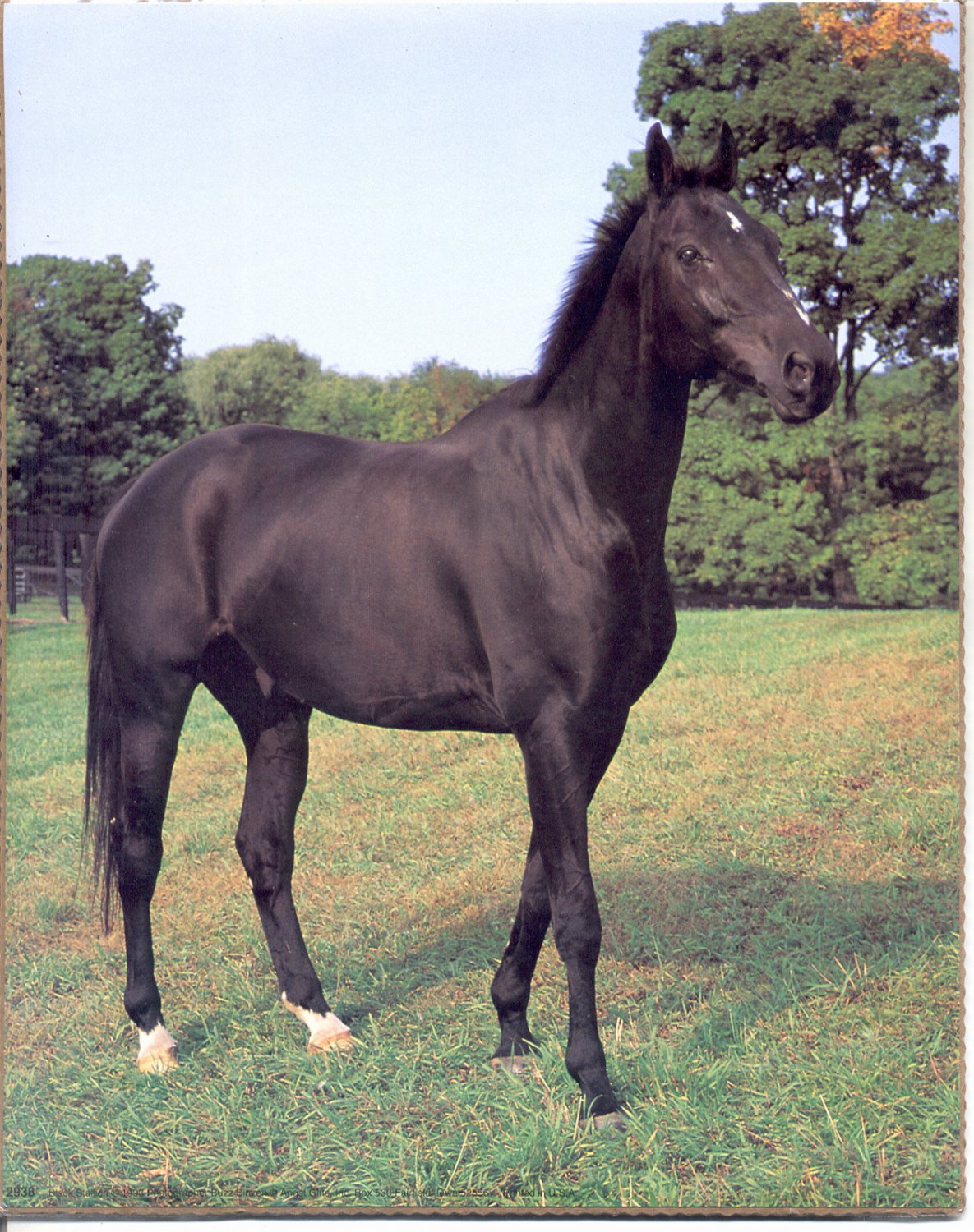 1993 PRINT #06: BLACK STALLION 8 X 10 MINT