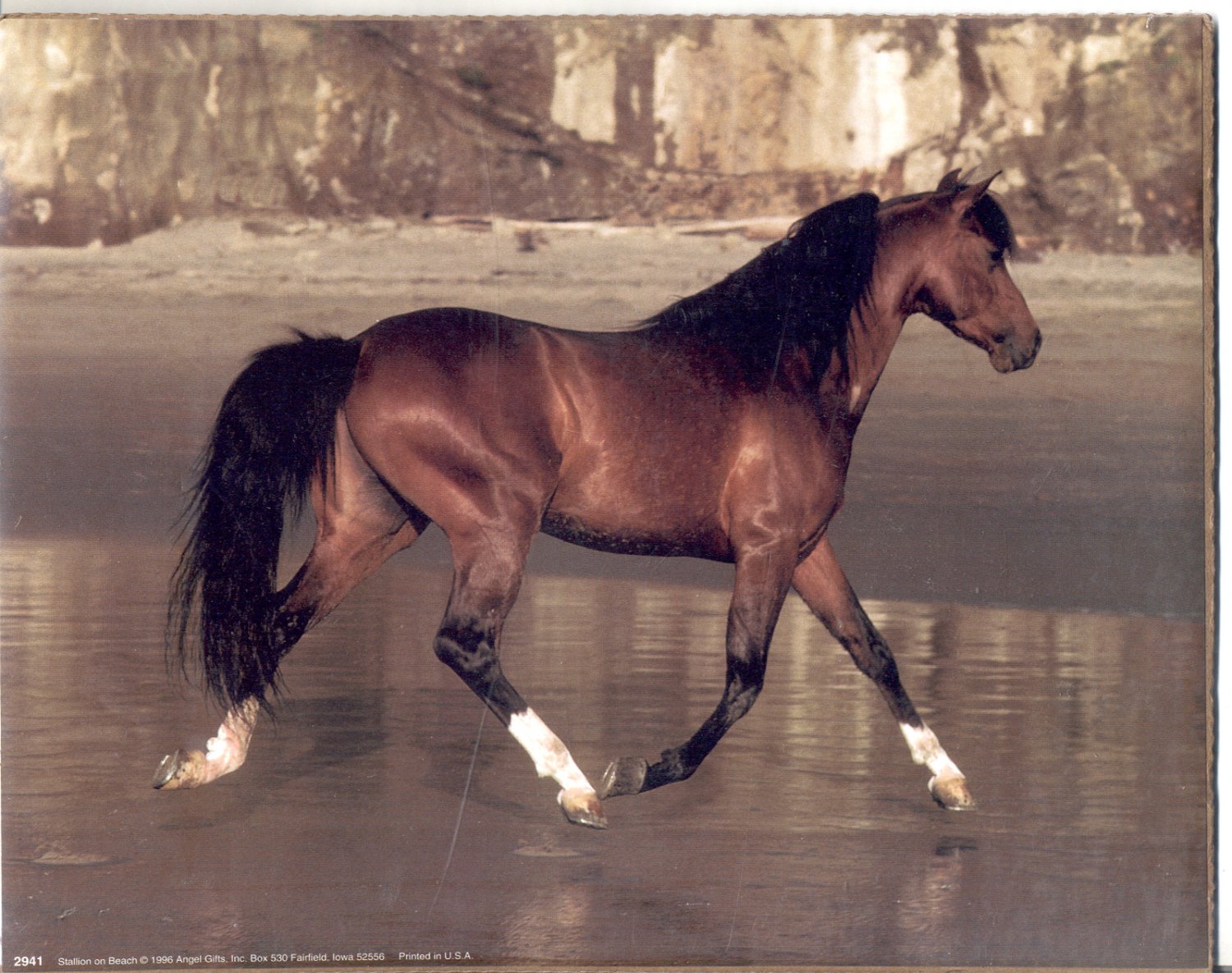 1996 PRINT #01: STALLION ON BEACH 8 X 10 MINT
