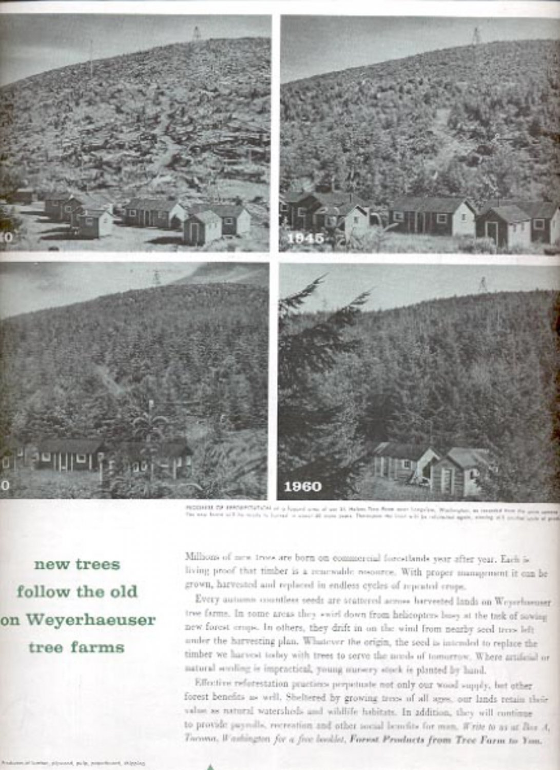 1960 Weyerhaeuser Company ad (#5431)