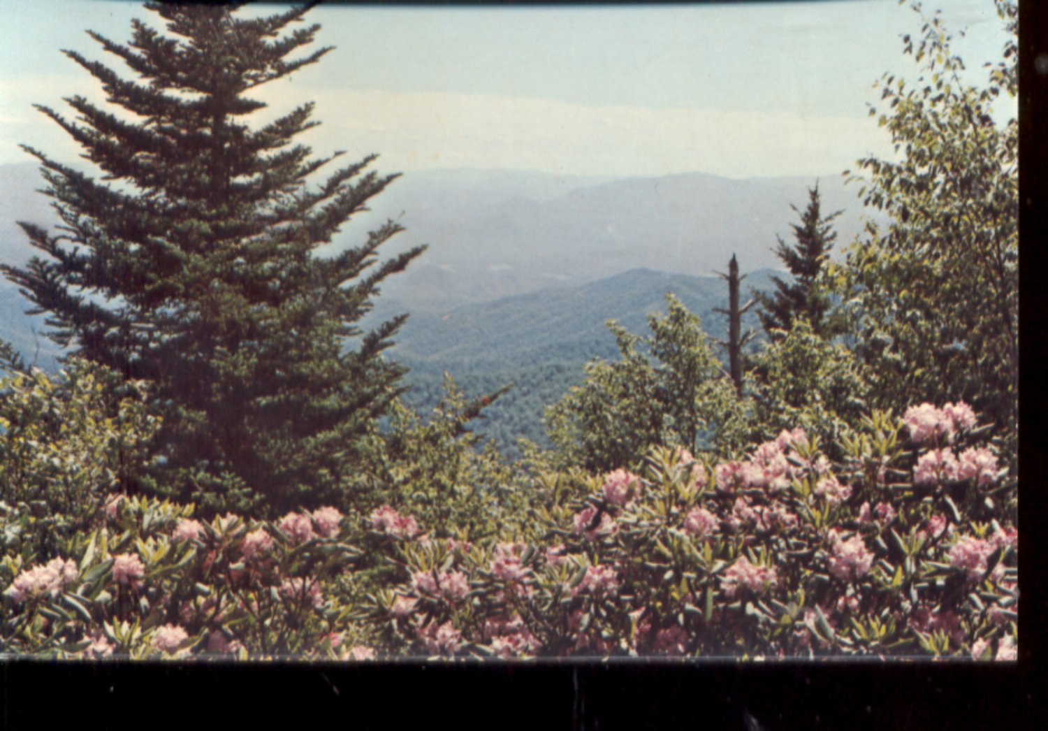 Catawba Rhododendron Great Smoky Mountains National Park Postcard 478