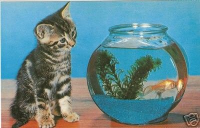 CURIOSITY - Tabby Kitten & Goldfish
