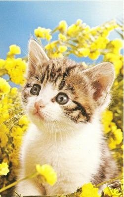 Tabby Kitten