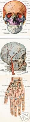 Set of 3 Postcards - Human Body