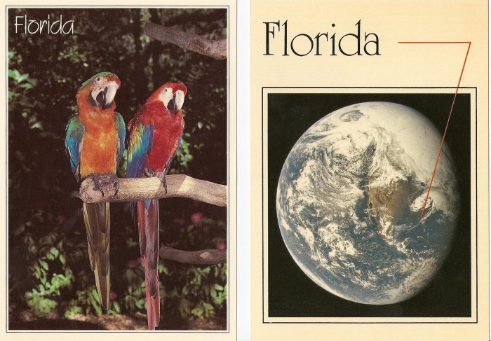 Lot of 2 Florida Postcards - Parrots & You are here!