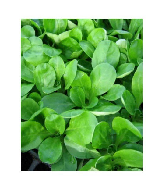 HOT Verte De Cambrai Corn Salad Herb Vegetable 1000 ENG Seeds