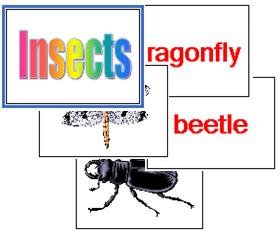 Insect Flash Cards - (English)