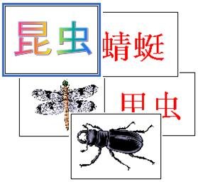 Insect Flash Cards - (Chinese)