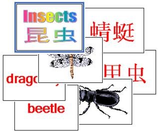 Insect Flash Cards 2-in-1 (Chinese & English)