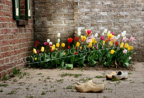 Tulips and Clogs