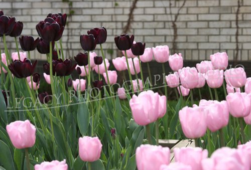 Pretty in Pink and Plum