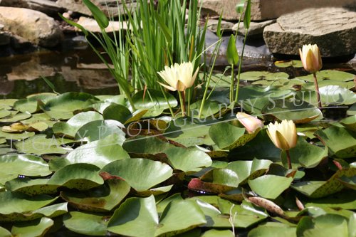 The Lilly Pad