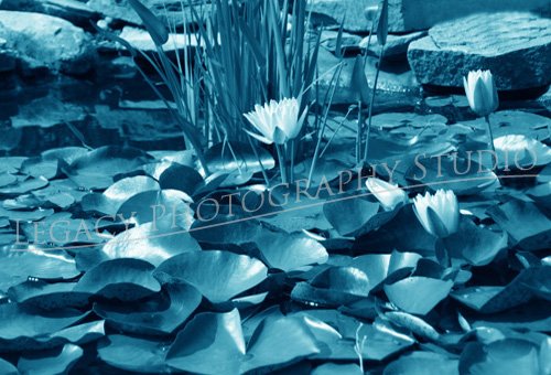 The Blue Lilly Pad