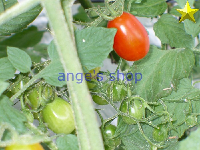 Tomatoes