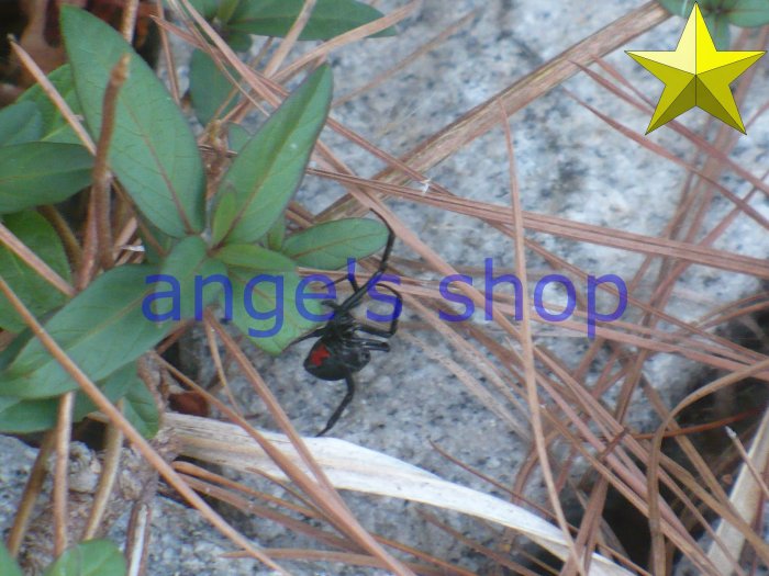 black widow
