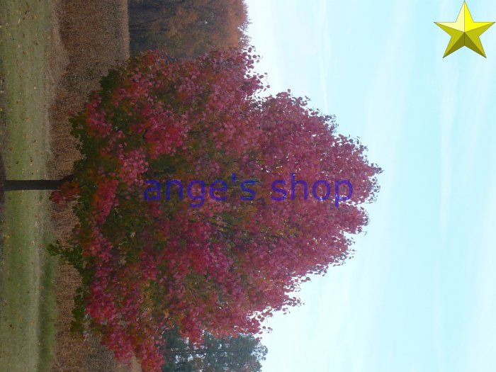 peartree-red